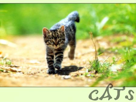 cats